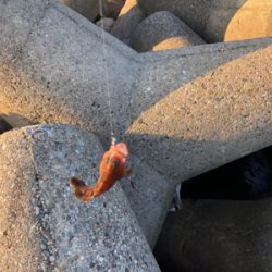 エギングのちアジング