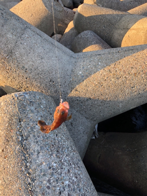 エギングのちアジング