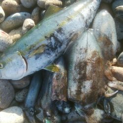 アオリイカ5杯 ツバイソ、ヒラ