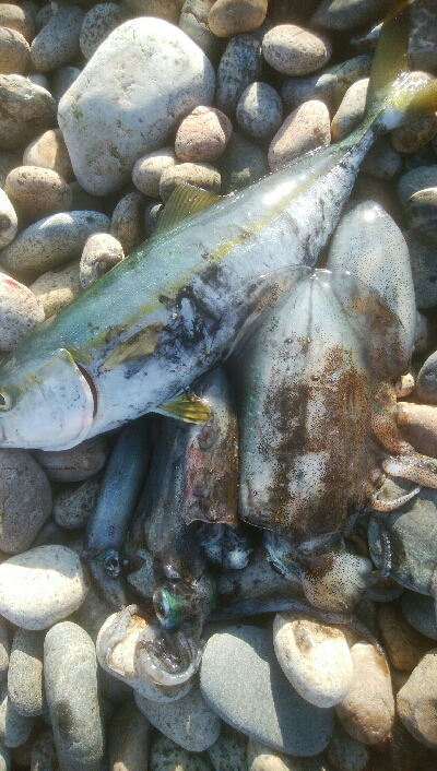 アオリイカ5杯 ツバイソ、ヒラ