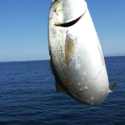 ライトショアジギング