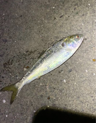 知多半島から小浜漁港へ。