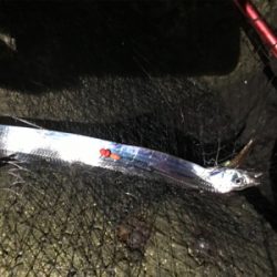 淡路島遠征 タチウオ