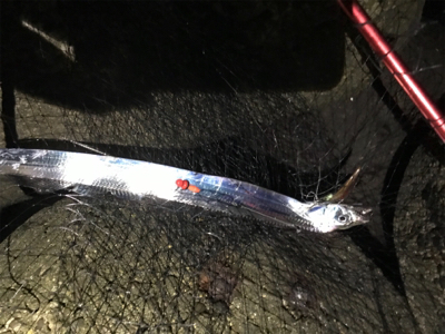 淡路島遠征 タチウオ