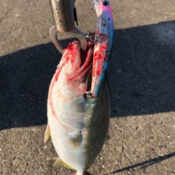 ショアジギング