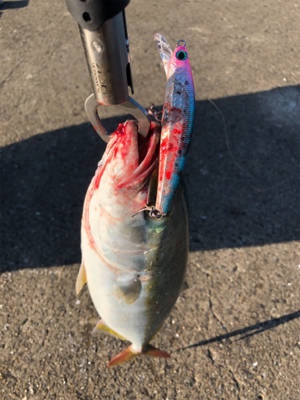 ショアジギング