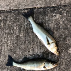 イワシやアジ群れが入っている