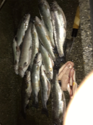 加賀フィシングエリア