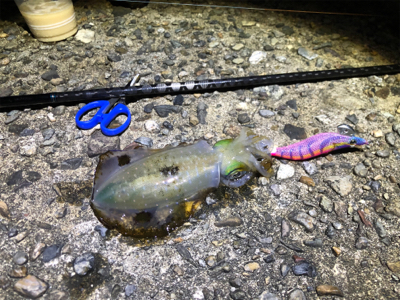 アオリイカ爆釣