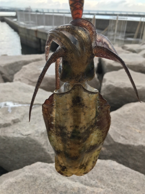 秋イカ開幕してるやん