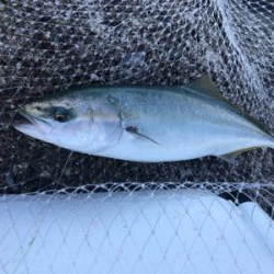 貝塚人工島ハマチ好調！