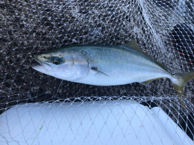 貝塚人工島ハマチ好調！