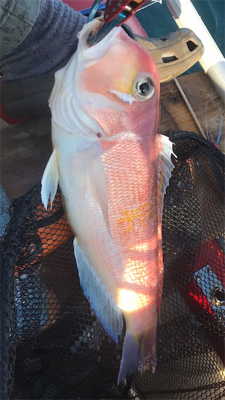 マイボートでアマダイ狙い