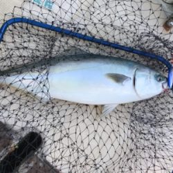 短時間で入れ食い！