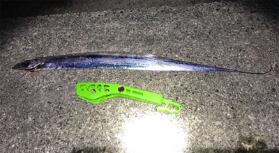 ポーアイ タチウオ サゴシ ハマチ