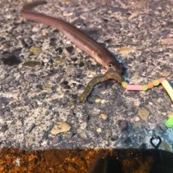 何か釣れれば良いかな