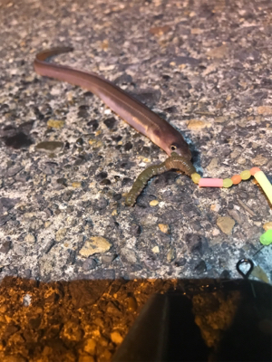 何か釣れれば良いかな