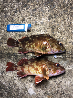 太刀魚いないからガシラ狙い