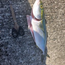 青物パラパラ タチウオ回遊なし