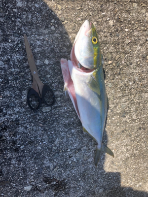 青物パラパラ タチウオ回遊なし