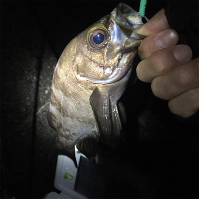 ミッドナイトアジング