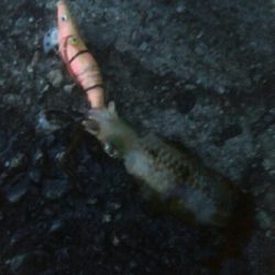 自作エギでアオリ10杯！モズクガニも！！おまけにキジハタ・・・