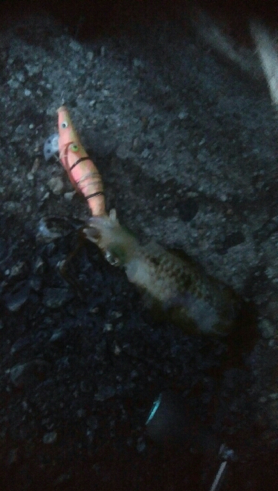 自作エギでアオリ10杯！モズクガニも！！おまけにキジハタ・・・