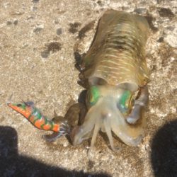 徐々にサイズアップ気味