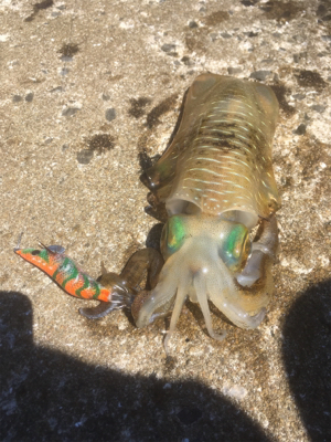 徐々にサイズアップ気味