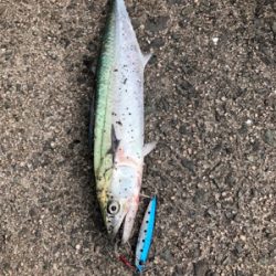 ベイトの群れが接岸