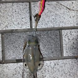 短時間エギング