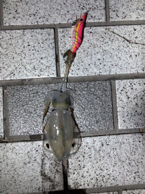 短時間エギング