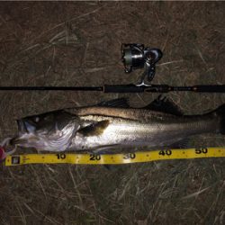 この秋初シーバス