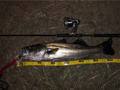 この秋初シーバス