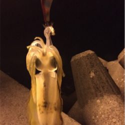 強風の中でのエギング