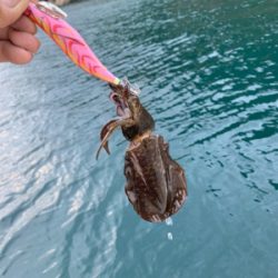 爆風のマイボートエギング