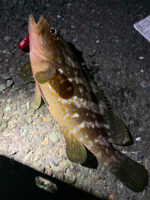 ちょい投げお手軽根魚