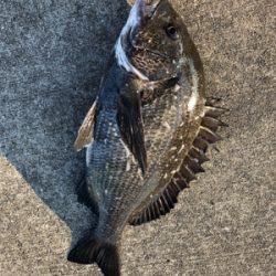 アジやサバの群れが入ってきています