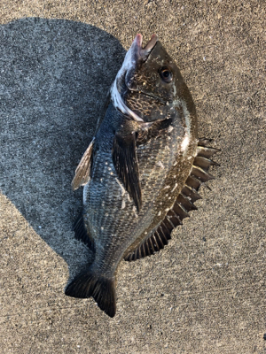 アジやサバの群れが入ってきています