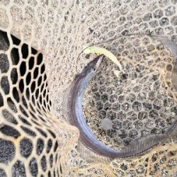 ショートバイトで4匹