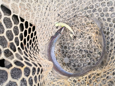 ショートバイトで4匹