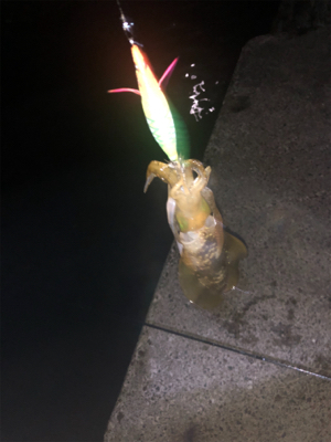 エギング初心者が秋イカを求めて