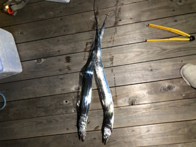 シーズン来たかな