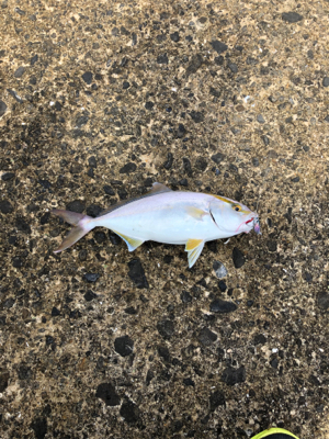 人生初のショアから青物！