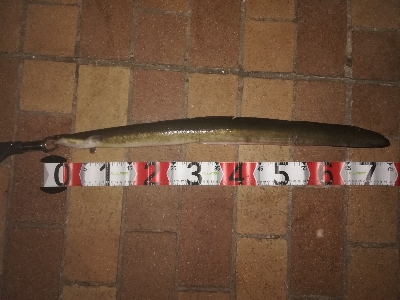 まさかのゲスト