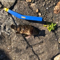 ロックフィッシュ