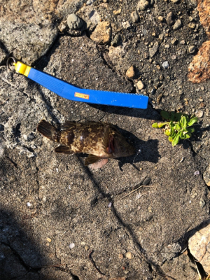 ロックフィッシュ