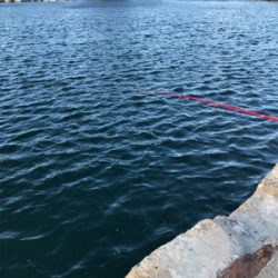 ファミリーフィッシング