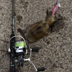 追い風を背に受けて!届け女神様♡