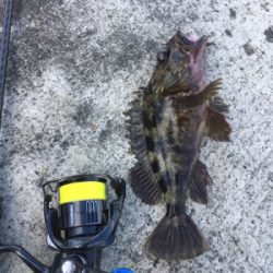 デイガシリング＆タチウオ